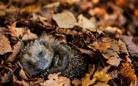 Hedgehog Hibernation Being Interrupted By Mild Weather Wildlife Trust
