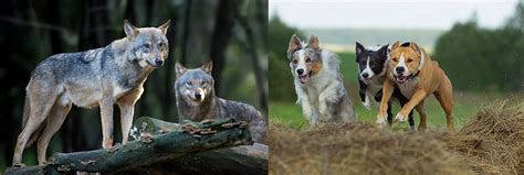 Wolf Vs Dog The History And Evolution Of The Domestic Dog Fluentwoof