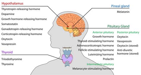 Hormones Of Pituitary Gland Howmed