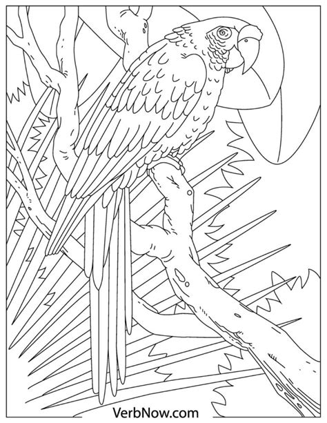 Free Parrots Coloring Pages For Download Printable Pdf Verbnow
