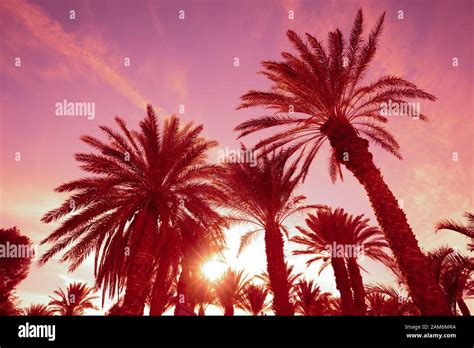 Palm Trees Against The Sunset Sky Tropical Nature Background Palm