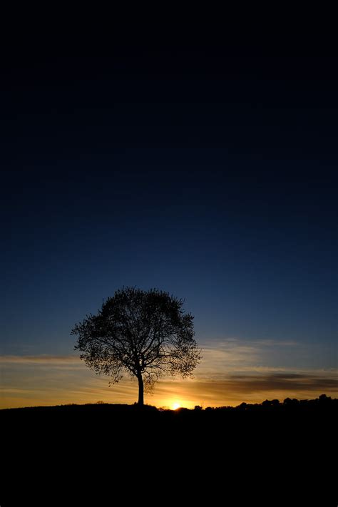Tree Silhouette Branches Sunset Sky Hd Phone Wallpaper Peakpx