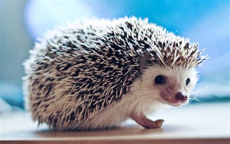 Hedgehog Hd Wallpaper Freehdwalls Cute Hedgehog Funny Animals