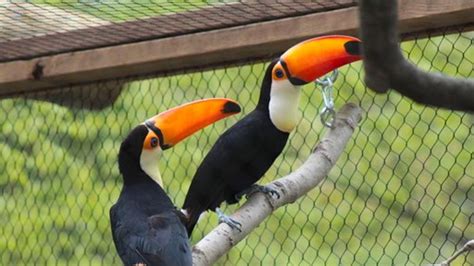 John Ball Zoo Announces Arrival Of Two Toco Toucans