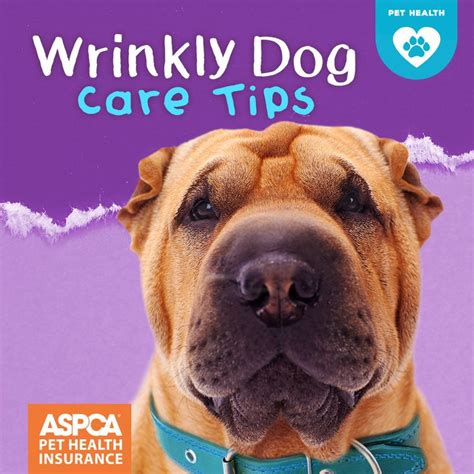 Wrinkly Dog Care Tips Aspca Pet Health Insurance Wrinkly Dog Dog