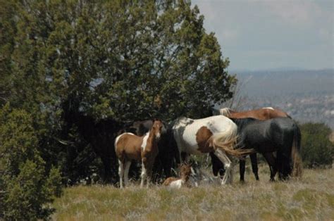 Watch Wild Horses Roam In Placitas New Mexico And Sandia Mountains