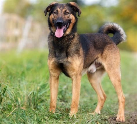 German Shepherd Rottweiler Mix Origin Breed Info And Diet Guide