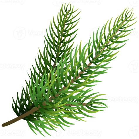 Fir Tree Branch Christmas Pine Tree 12995596 Png