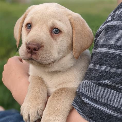 Yellow Labrador Puppies For Sale Adopt Your Puppy Today Infinity Pups