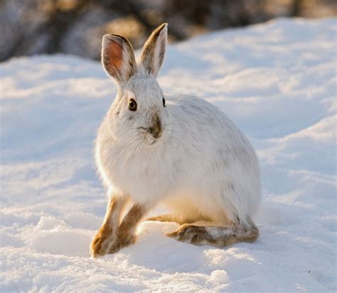 7 Snow White Animals That Flourish In Winter Snowshoe Hare Hare