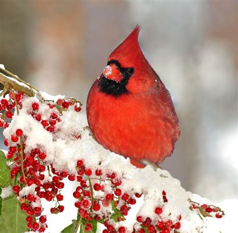 1000 Images About Breathtaking Cardinals On Pinterest