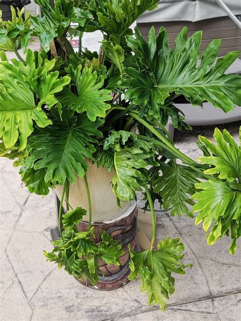Swiss cheese plant, hurricane plant, philodendron broken heart, adanson's monster, split leaf philodendron. Heart Leaf Philodendron Care: Brasil Philodendron and ...