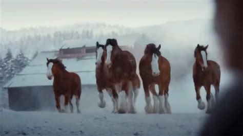 Budweiser Clydesdale Ad 2024 Super Bowl Image To U