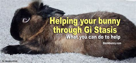 Gi Stasis In Rabbits The Very First Warning Signs And What You Can Do