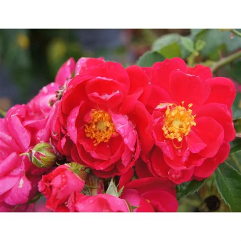 Rosa 8 Inch Red Roses Shrub The Home Depot Canada