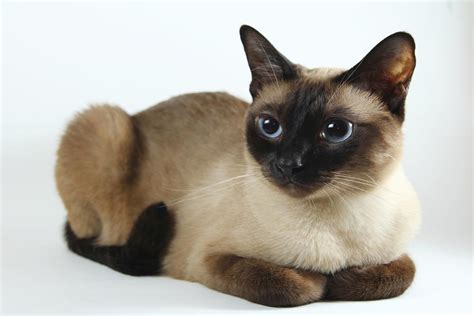 Hypoallergenic cats & tips to prevent cat allergies. Hypoallergenic Cats are a Paw-radise for Allergic Cat ...