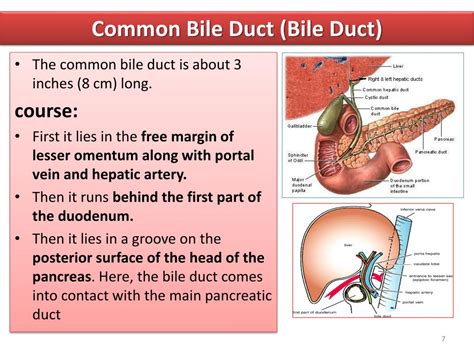 Common Bile Duct Anatomy Anatomy Diagram Source Vrogue Co