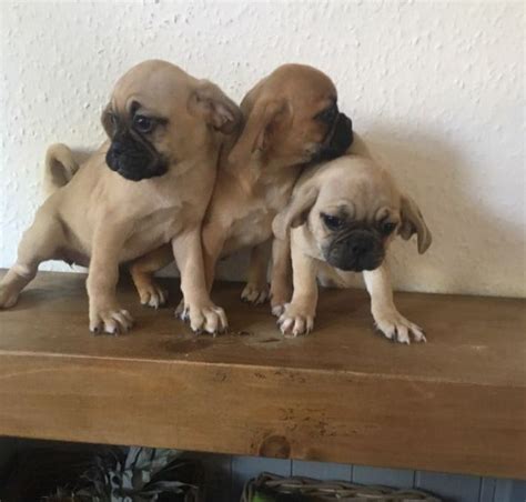 Puggle Puppies For Sale San Diego Ca 158782 Petzlover