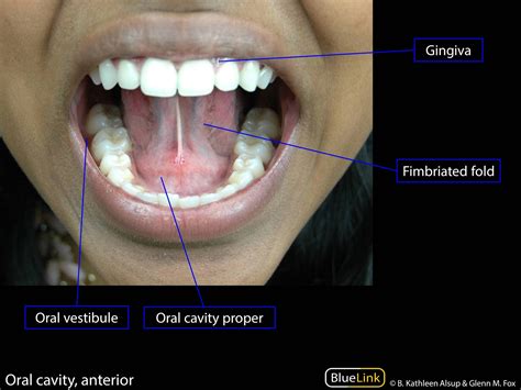Vestibule Oral Cavity Anatomy