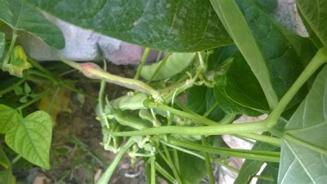 Beans are relatively demanding to water and need regular watering to have good and quality production. How to Plant Beans - HOME AND GARDEN