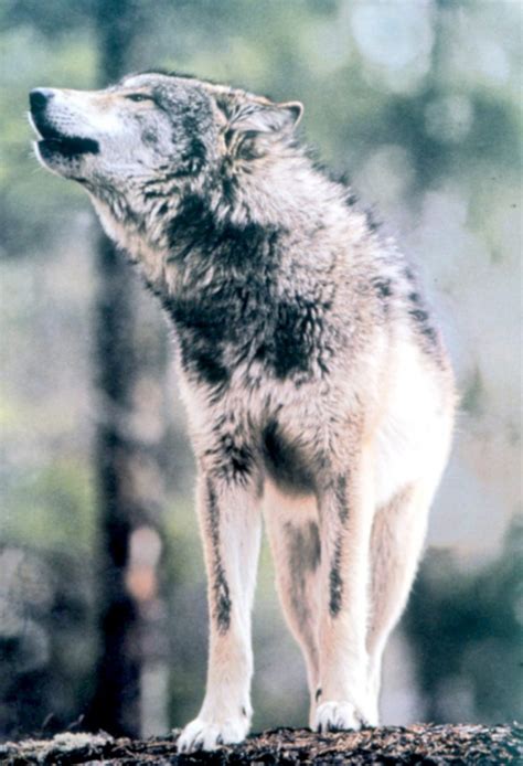 Gray Wolf Is A Keystone Predator Of The Ecosystem | Pouted.com