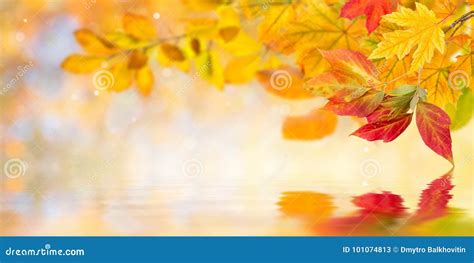 Autumn Leaves Reflection In Water Stock Image Image Of Group