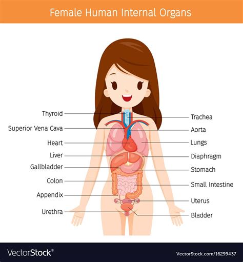 Female anatomy of internal organs with skeleton rear and front views stock photo alamy : Human Diagram Organs . Human Diagram Organs Female Human ...