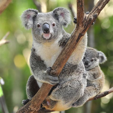 Koala Bear Interesting And Amazing All Basic Facts Animals Lover