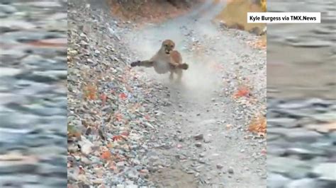 Video Captures Cougar Stalking Hiker In Utah
