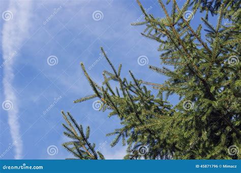 Deep Green Conifer Stock Photo Image Of Green Plant 45871796