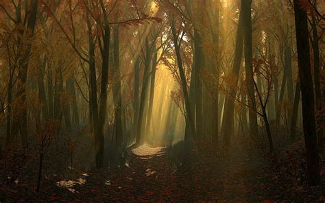 Free Download Hd Wallpaper Sunlit Autumn Forest Forest Photo