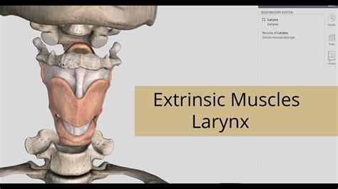Extrinsic Muscles Of Larynx Anatomy Of Larynx Youtube
