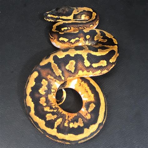 Yellowbelly Pied Ball Python By Trademark Exotics Morphmarket