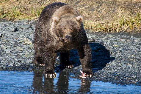 Kodiak Bear Hibernation Part One Robin Barefield