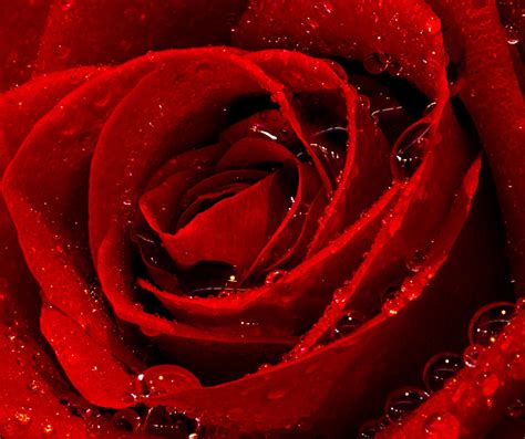 Water Kissed Rose Red Color Red Color