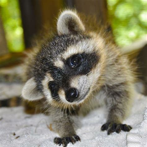 Baby Raccoon How Cute Animals Great And Small Pinterest