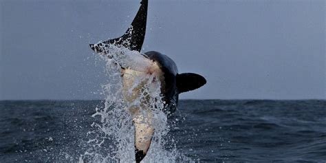 How Long Do Sharks Live For Shark Bookings