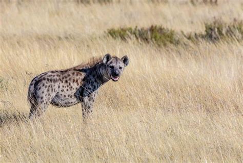 6 Facts About Hyena You Might Not Know Bali Safari