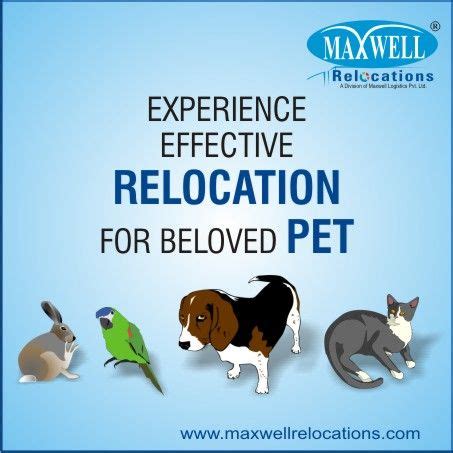 Many people face the fraud of pets being replaced or stolen, because of which the company advises placing trackers and microchips on pets which provide the people with gps location of the pets.the clients can make sure that their pet is safe and also he is best of his condition by attaching the other complementary services like heartbeat monitor etc. Best Pet Relocation Services In India (With images) | Pet ...