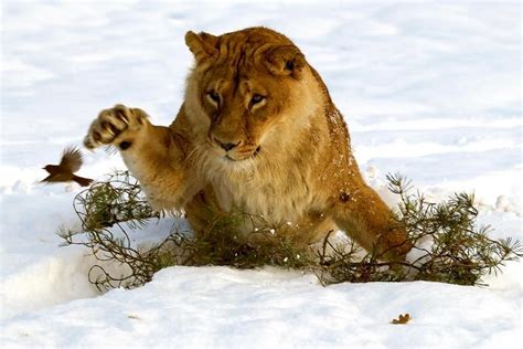 Lion In The Snow Animal Pictures Animals Lion