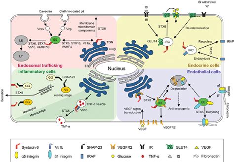 Figure 2 From Regulation Of Intracellular Membrane Trafficking And Cell