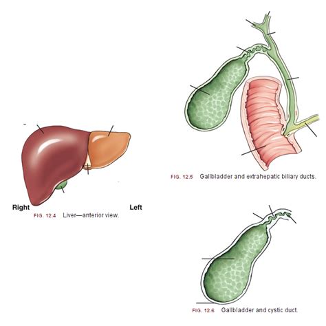 Liver And Gall Bladder Diagrams Diagram Quizlet