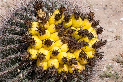 Maybe you would like to learn more about one of these? 66 Exotic Fruits From Around The World (With Pictures!)