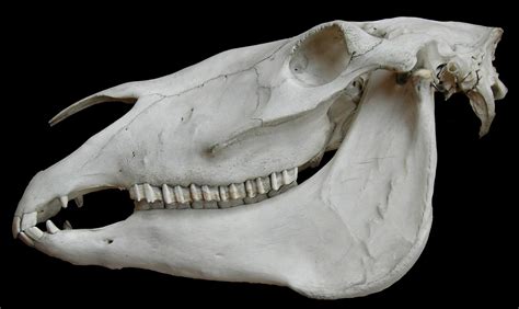 Horse Skull Bones