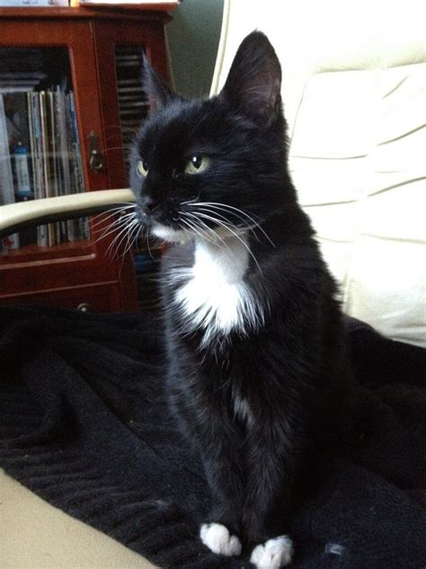 This advice is for uk pets only. Polly - Cured of 'this dreadful thing' - The Hyperthyroid ...