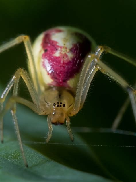 Cobweb Spider Flickr Photo Sharing