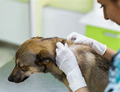 Köpeklerde Deri Hastalıkları Nelerdir Köpekbilgi