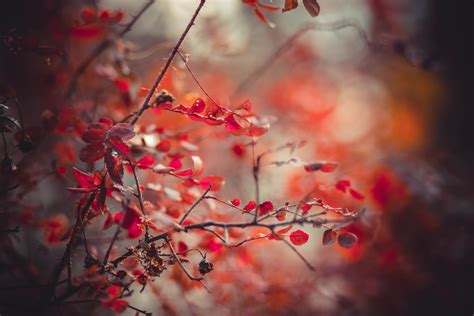 Wallpaper Sunlight Fall Leaves Red Branch Cherry Blossom Spring