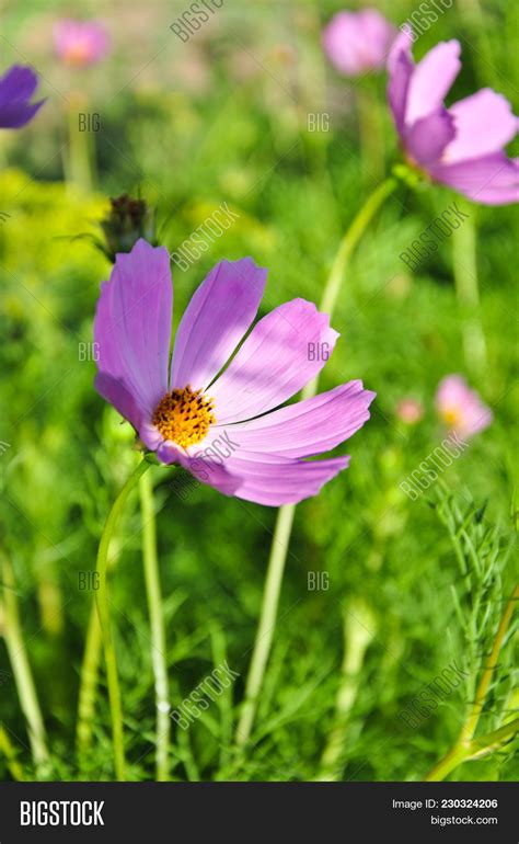 Natural Flower Image And Photo Free Trial Bigstock