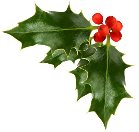 Free Xmas Holly Download Free Xmas Holly Png Images Free Cliparts On